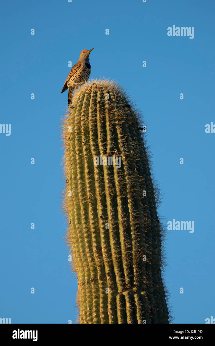 Northern sfarfallio su saguaro, McDowell montagna parco regionale, Maricopa County, Arizona Foto Stock