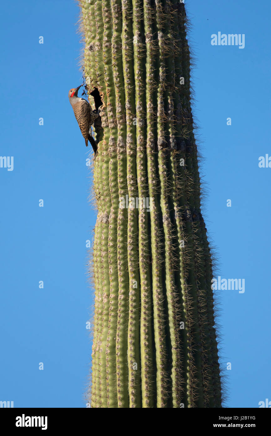 Northern sfarfallio su saguaro, McDowell montagna parco regionale, Maricopa County, Arizona Foto Stock