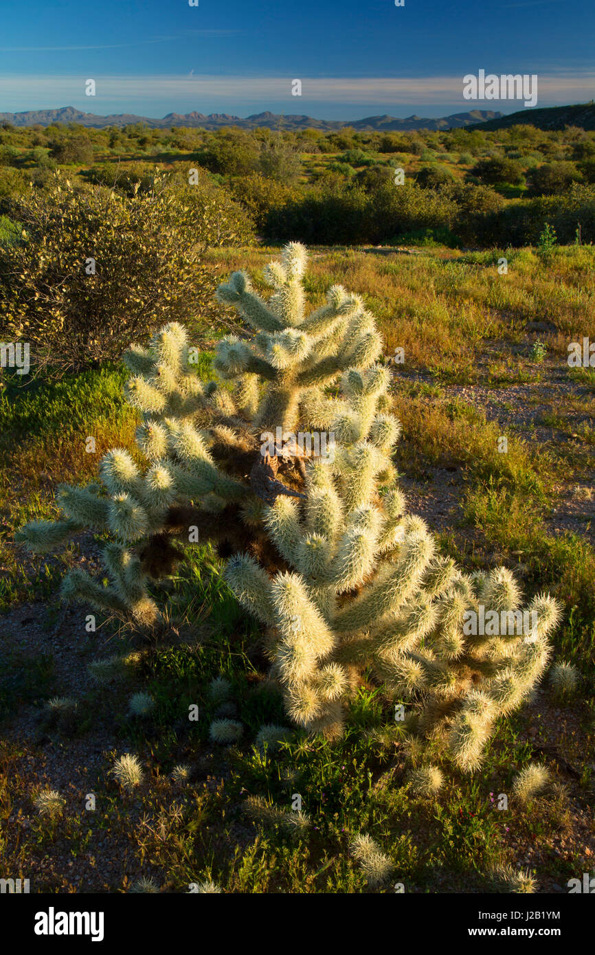 Cholla cactus lungo Pemberton Trail, McDowell montagna parco regionale, Maricopa County, Arizona Foto Stock