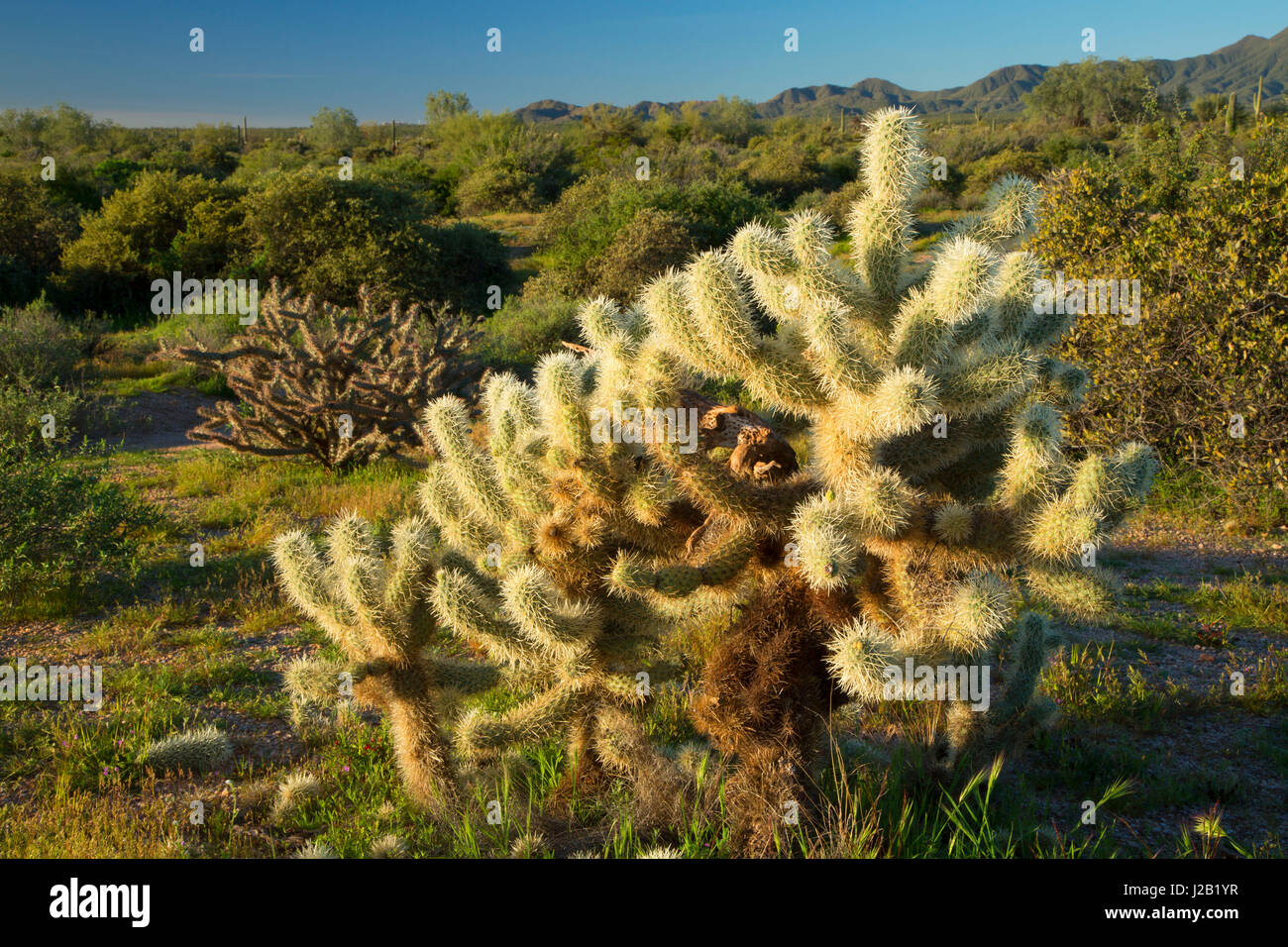 Cholla cactus lungo Pemberton Trail, McDowell montagna parco regionale, Maricopa County, Arizona Foto Stock