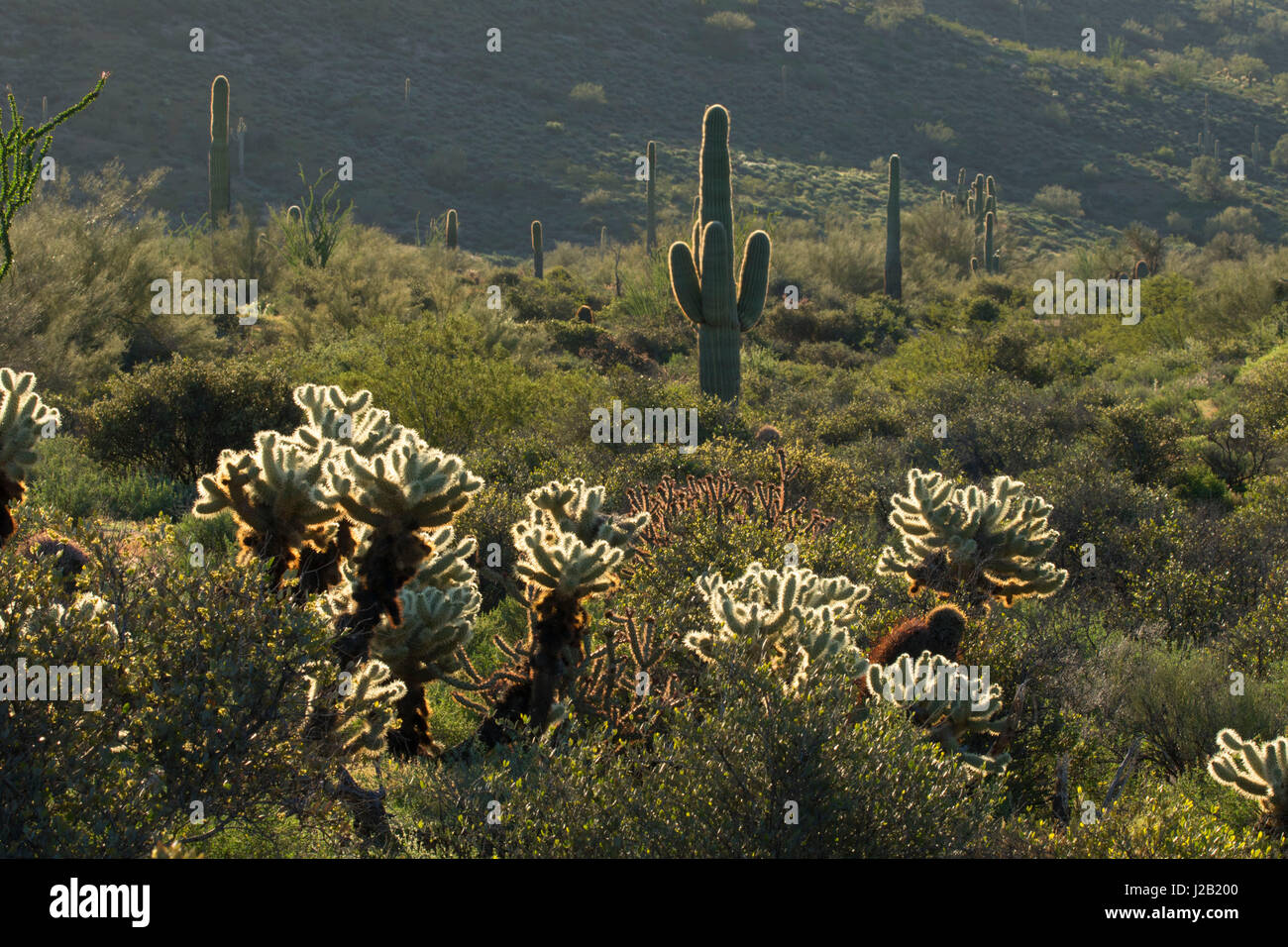 Cholla cactus Saguaro con lungo Pemberton Trail, McDowell montagna parco regionale, Maricopa County, Arizona Foto Stock