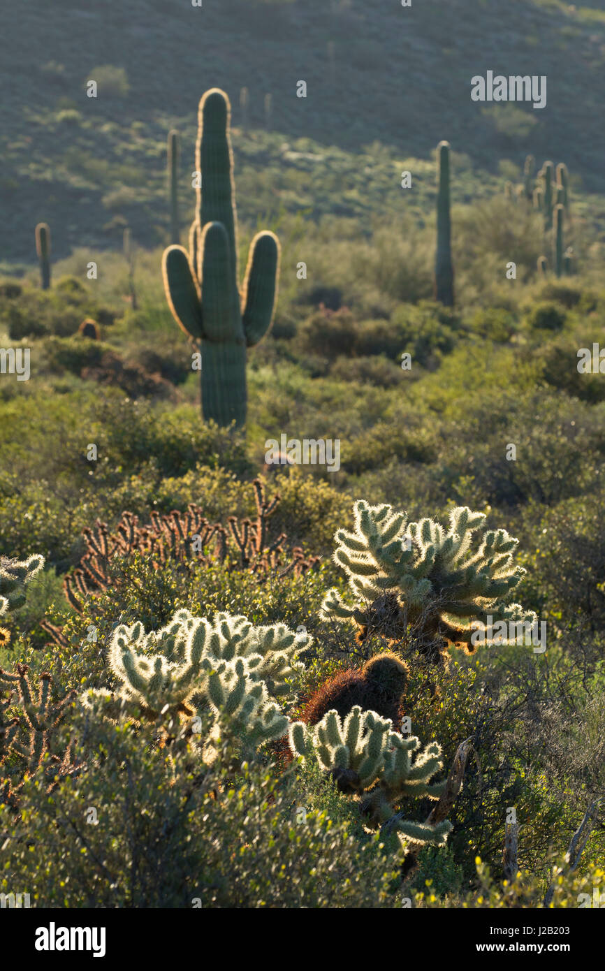 Cholla cactus Saguaro con lungo Pemberton Trail, McDowell montagna parco regionale, Maricopa County, Arizona Foto Stock