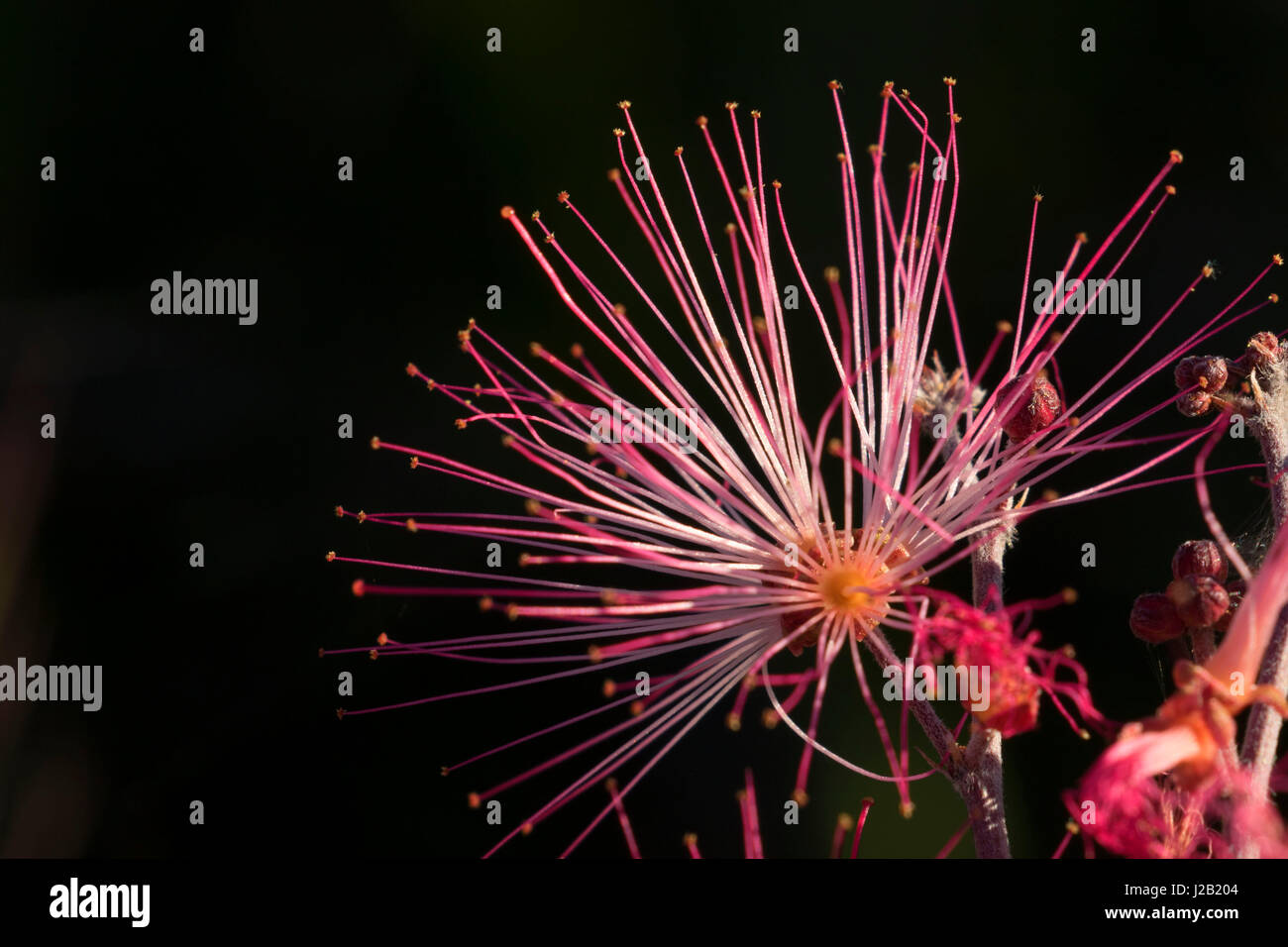 Fairy duster lungo Pemberton Trail, McDowell montagna parco regionale, Maricopa County, Arizona Foto Stock