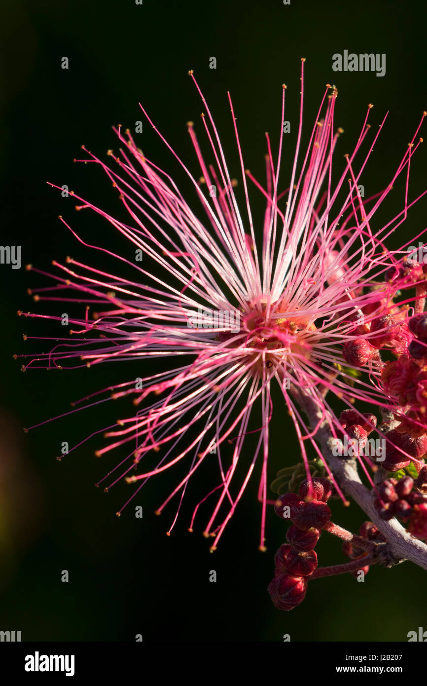 Fairy duster lungo Pemberton Trail, McDowell montagna parco regionale, Maricopa County, Arizona Foto Stock