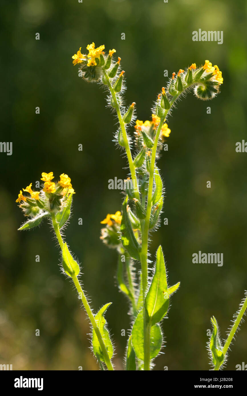 Fiddlenecks lungo Pemberton Trail, McDowell montagna parco regionale, Maricopa County, Arizona Foto Stock