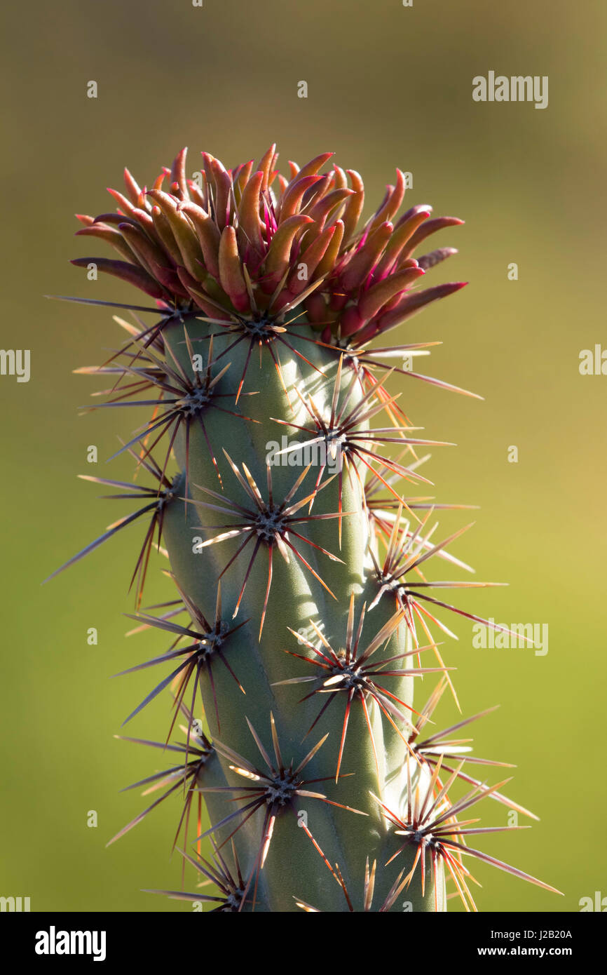Buckhorn cholla cactus lungo Pemberton Trail, McDowell montagna parco regionale, Maricopa County, Arizona Foto Stock