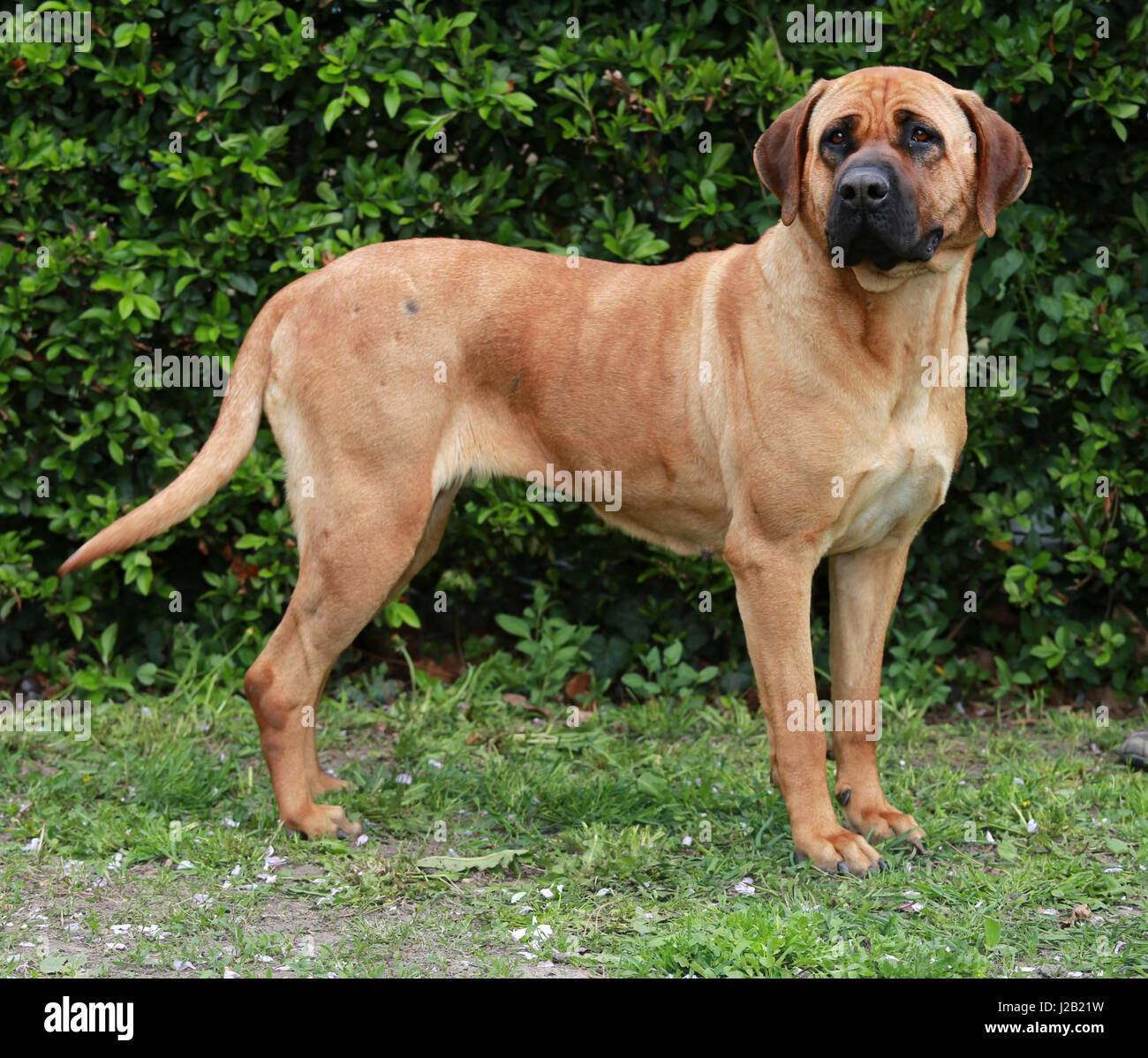 Tosa inu bandog posa contro verde sfondo naturale Foto Stock