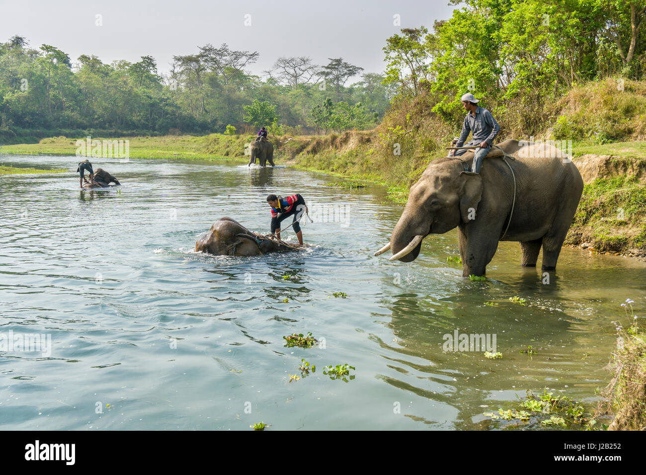 Quattro gli elefanti (Elephas maximus indicus) sono sempre lavato mediante i loro mahouts nel fiume rapti in Chitwan il parco nazionale Foto Stock