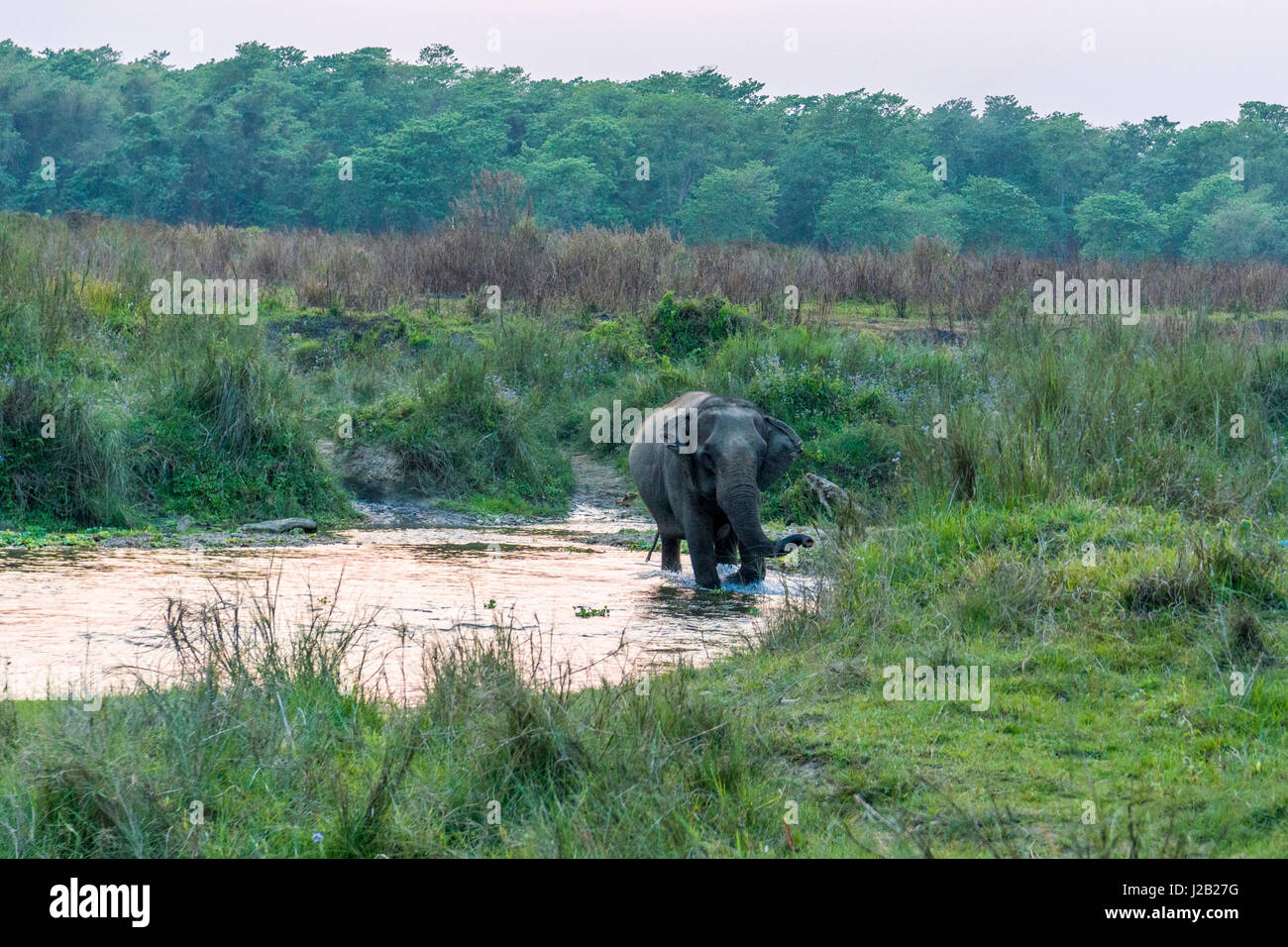 Un elefante femmina (Elephas maximus indicus) sta attraversando il fiume rapti in Chitwan il parco nazionale Foto Stock