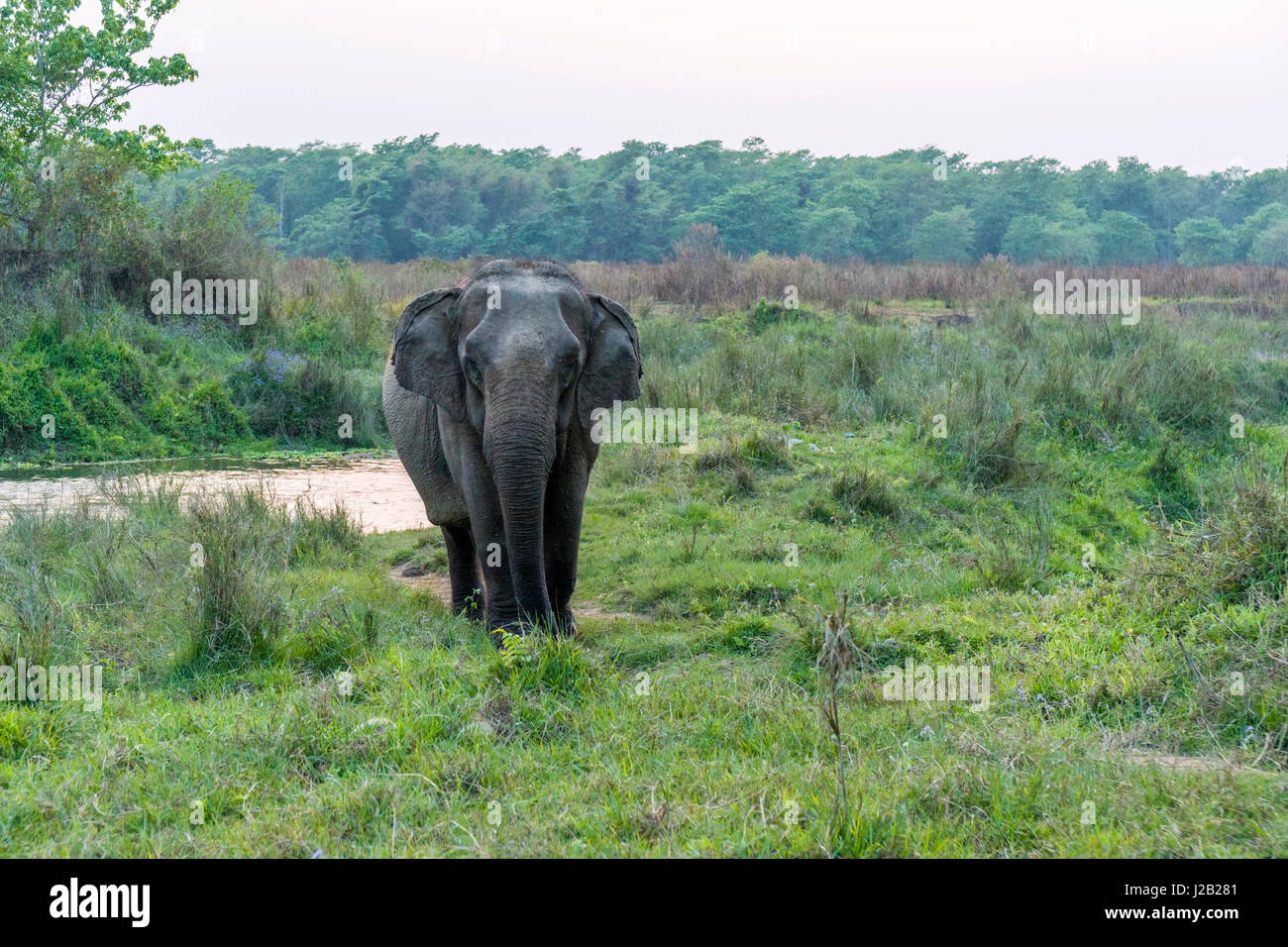 Un elefante femmina (Elephas maximus indicus) è percorribile a piedi in Chitwan il parco nazionale Foto Stock