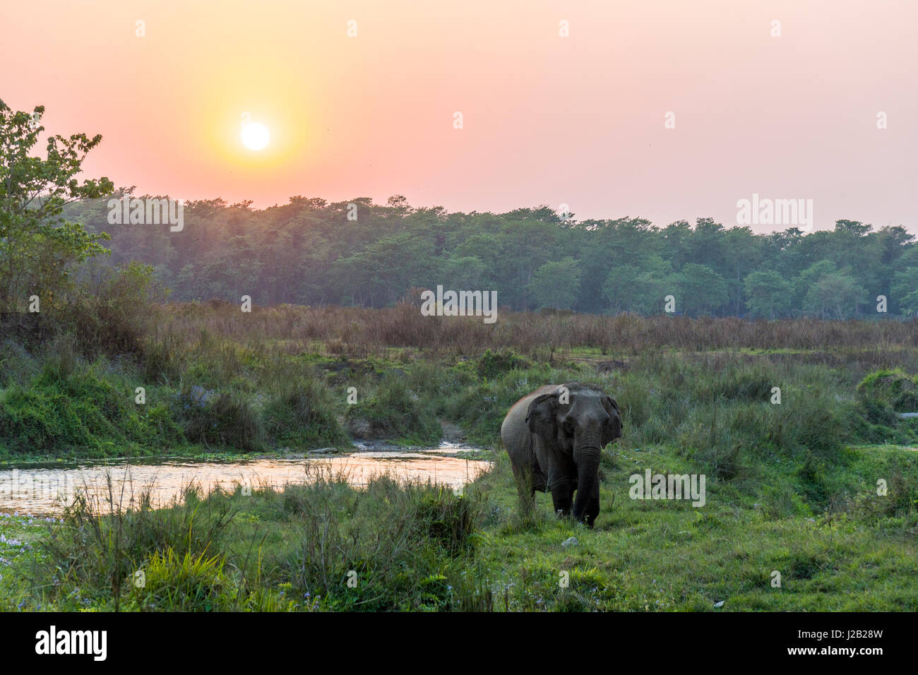 Un elefante femmina (Elephas maximus indicus) sta attraversando il fiume Rapti in Chitwan il parco nazionale al tramonto Foto Stock