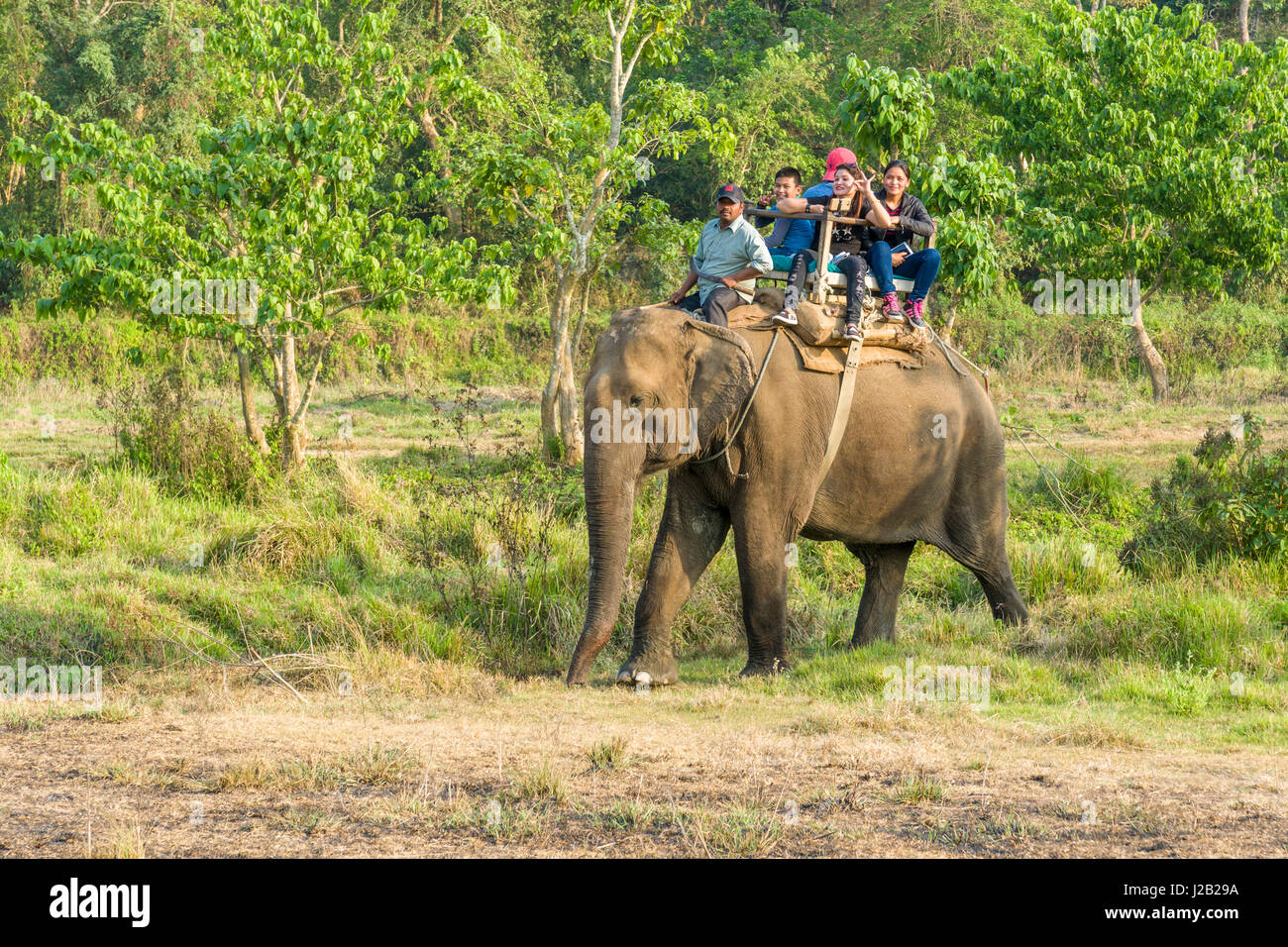 Un elefante femmina (Elephas maximus indicus) è a piedi con i turisti in Chitwan il parco nazionale Foto Stock