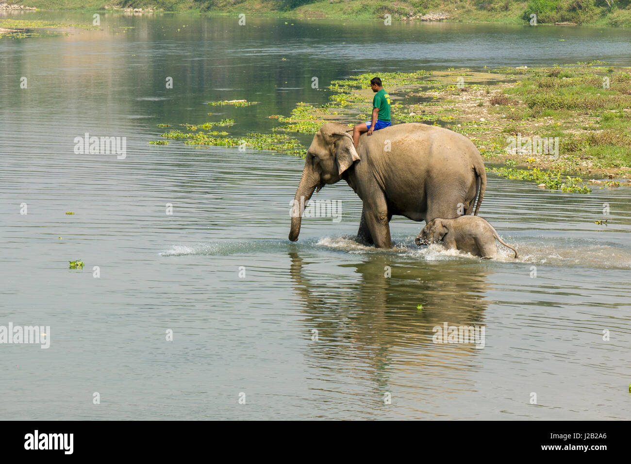 Un elefante (Elephas maximus indicus) madre e il suo bambino sono a piedi nel fiume rapti in Chitwan il parco nazionale Foto Stock