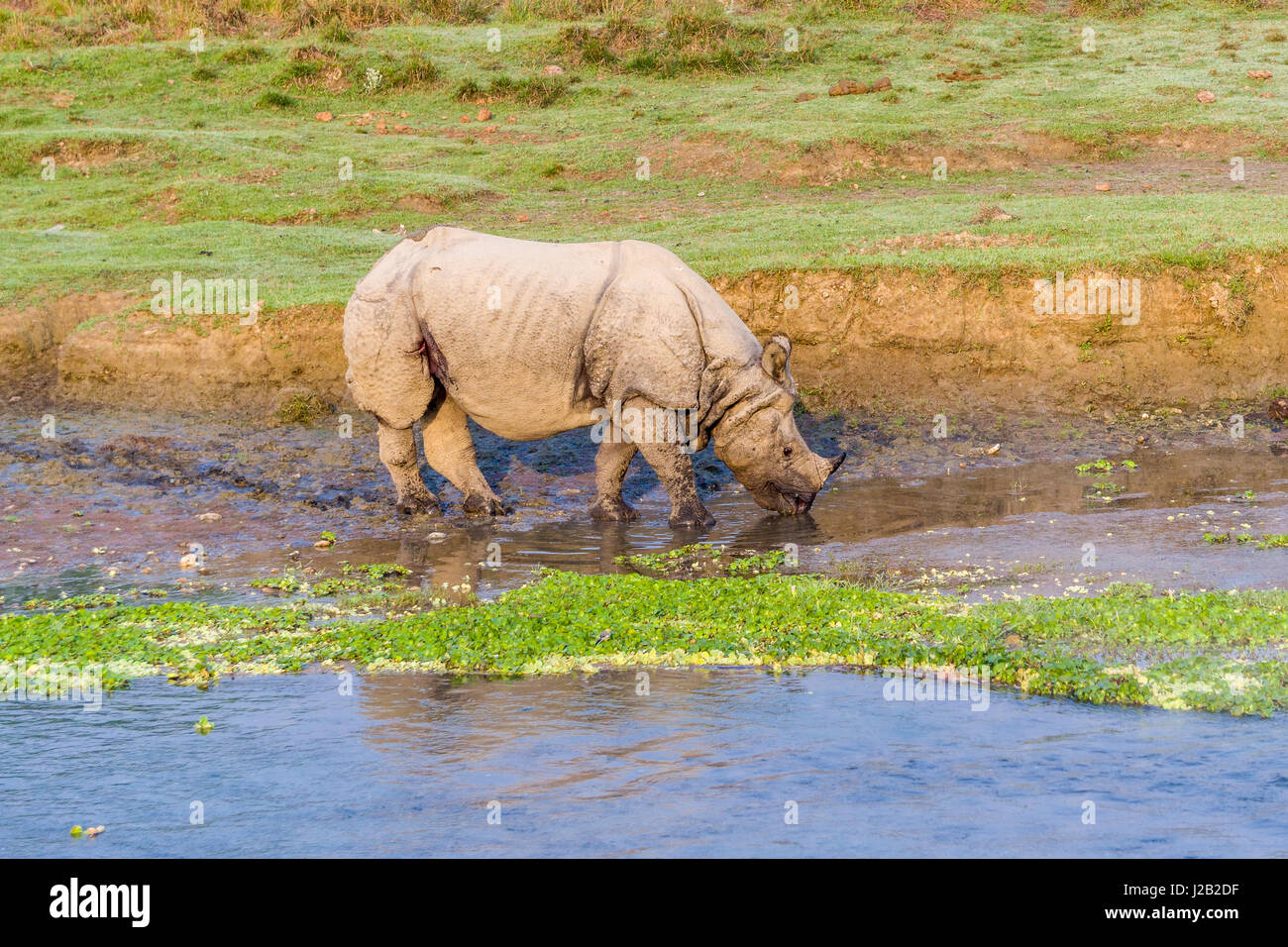 Un indiano un corno di rinoceronte (Rhinoceros unicornis) è a piedi lungo il fiume rapti in Chitwan il parco nazionale Foto Stock