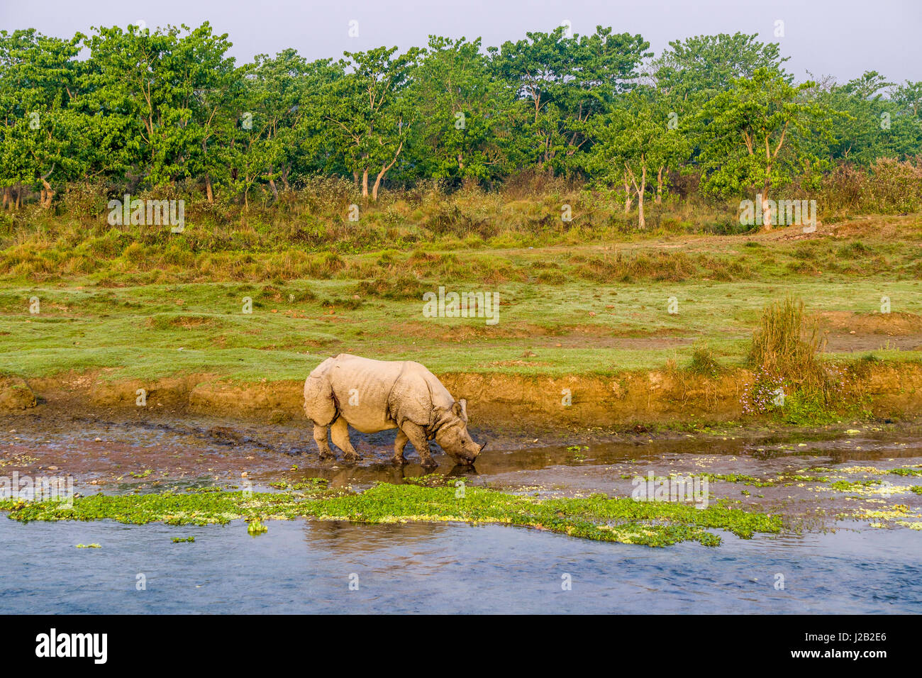 Un indiano un corno di rinoceronte (Rhinoceros unicornis) è a piedi lungo il fiume rapti in Chitwan il parco nazionale Foto Stock