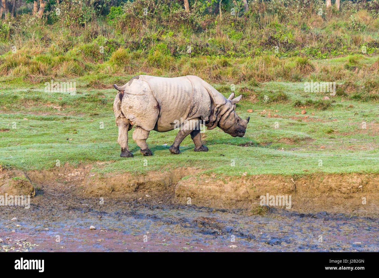Un indiano un corno di rinoceronte (Rhinoceros unicornis) è percorribile a piedi in Chitwan il parco nazionale Foto Stock