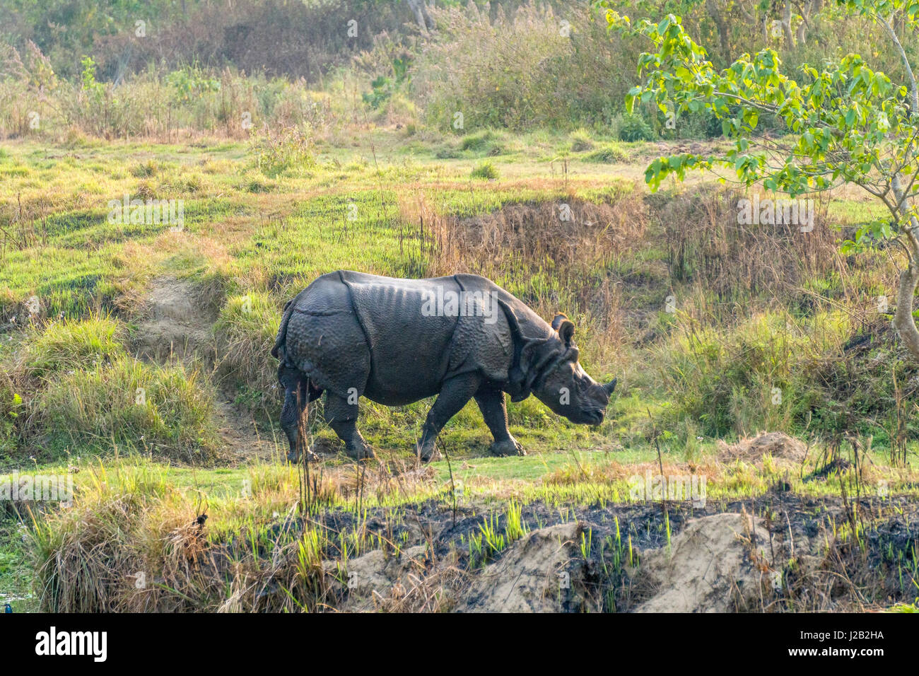 Un indiano un corno di rinoceronte (Rhinoceros unicornis) è percorribile a piedi in Chitwan il parco nazionale Foto Stock