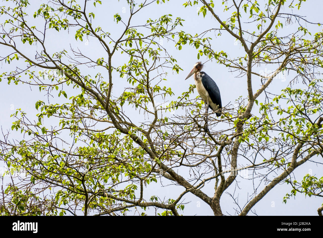 Una minore aiutante stork (leptoptilos javanicus) è seduta su un albero in Chitwan il parco nazionale Foto Stock