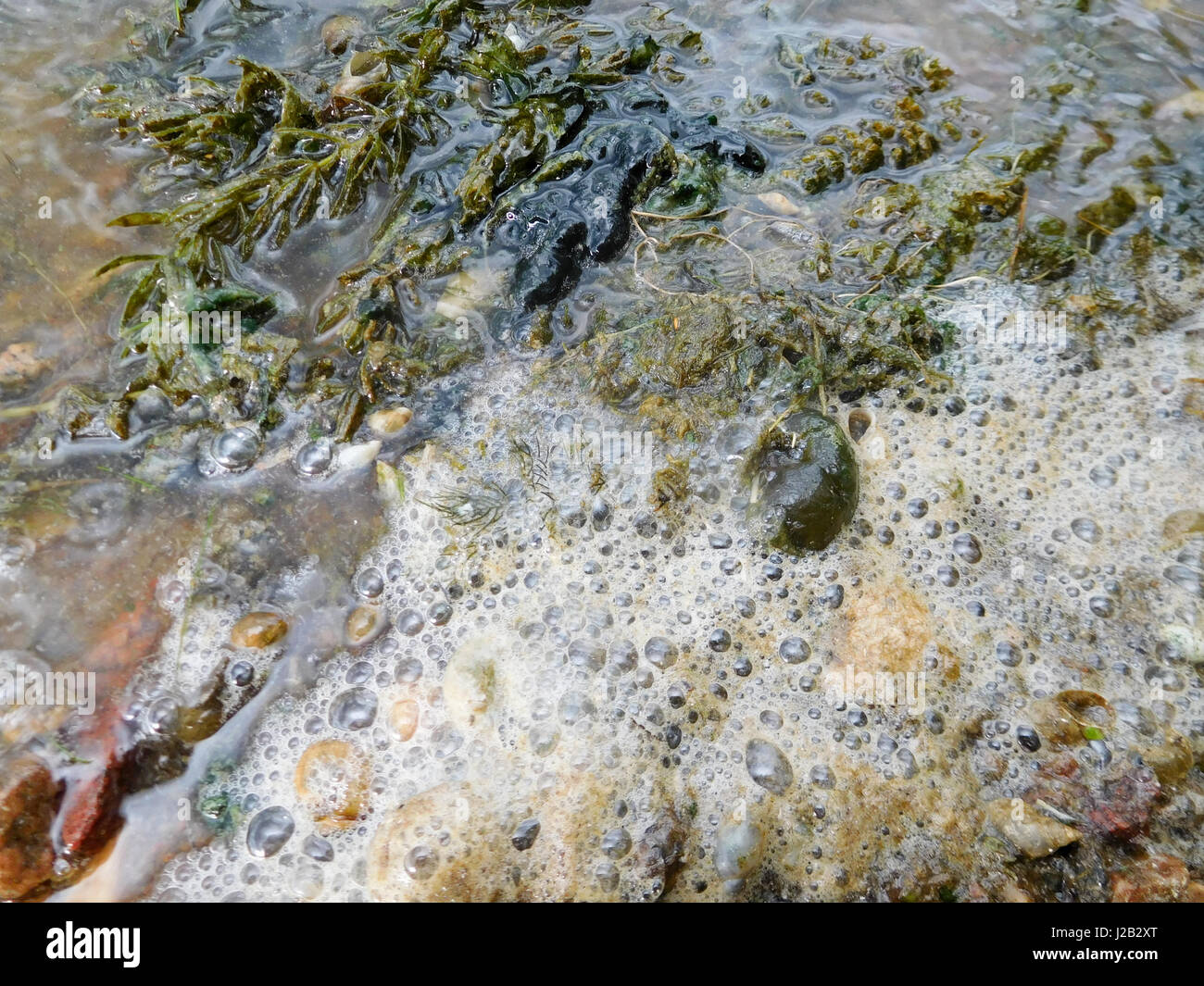 Vista ravvicinata di schiuma ed erbacce galleggianti su una superficie del lago. Foto Stock