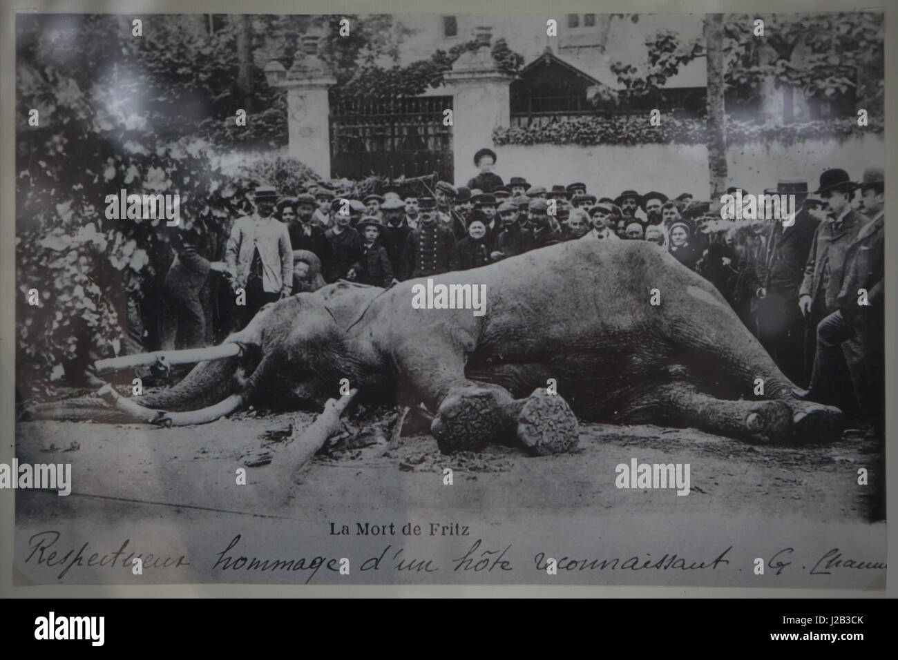 Dead elephant chiamato Fritz nella foto poco dopo che è stato ucciso a Tours in Francia, il 11 giugno 1902. L'elefante indiano (Elephas maximus indicus) chiamato Fritz è servito come un animale da circo nel Barnum & Bailey Circus. L'elefante è stato strangolato a causa di aggressività durante il Circus Tour Europeo. L'elefante ripiene è ora visualizzato al Musée des Beaux-Arts de Tours (Museo delle Belle Arti) in tour, Indre-et-Loire, Francia. Foto Stock
