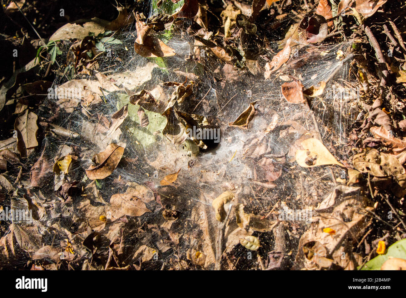 Imbuto selvatici spider nest, dalla foresta amazzonica del Brasile. Foto Stock