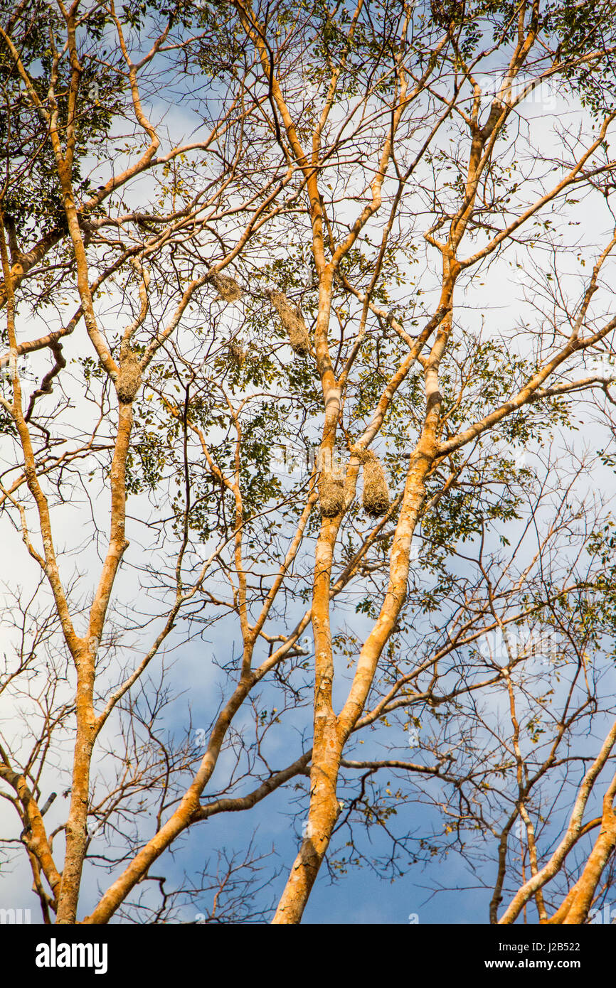 Tipica amazon nidi di uccelli, realizzato con paglia aggrovigliati, appeso alla parte superiore dell'albero. Foto Stock