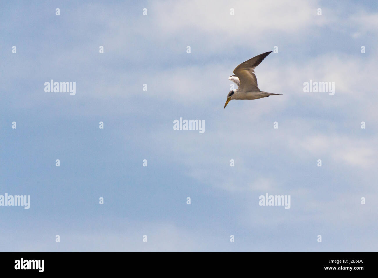 Fiume tipici gabbiano, dalla foresta amazzonica, volare da soli. Foto Stock