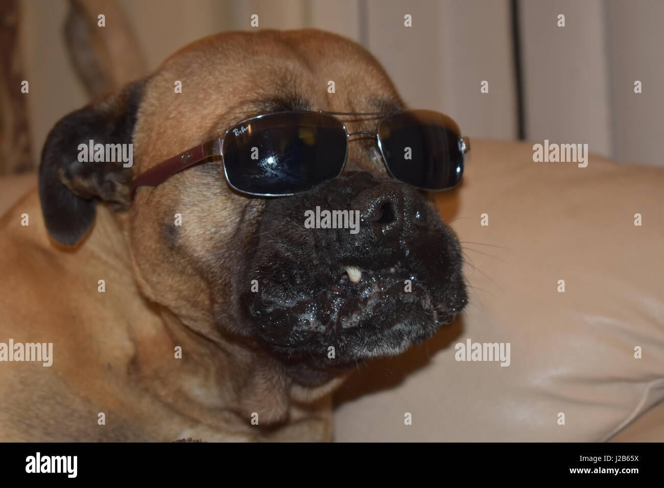 Bull mastiff con occhiali Foto Stock