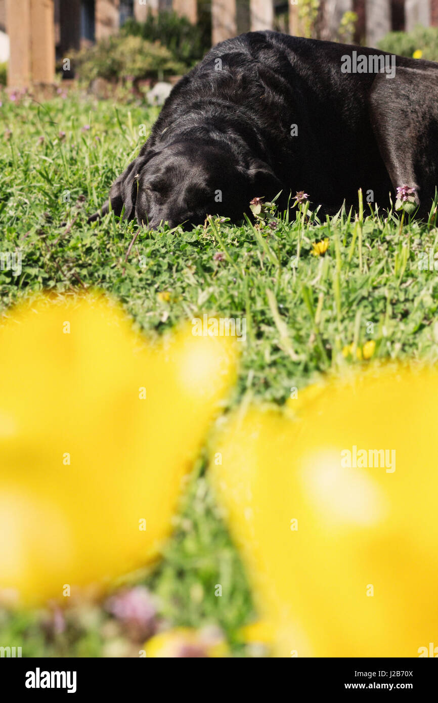 Vecchio cane nero dormendo in cantiere.con tulipani gialli in primo piano. Foto Stock