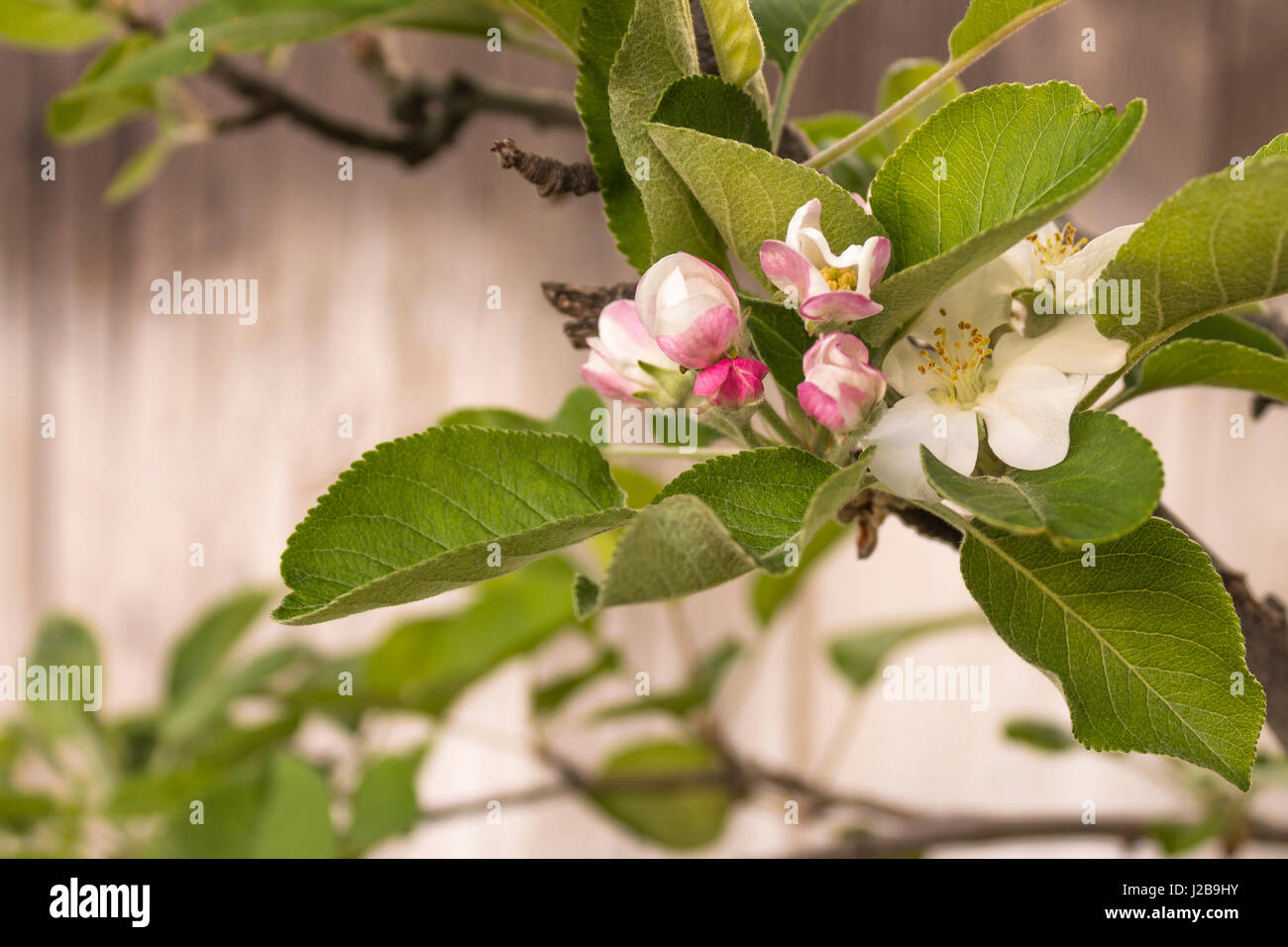Apple Blossom contro un vecchio grigio recinzione in legno su una giornata di primavera. Foto Stock