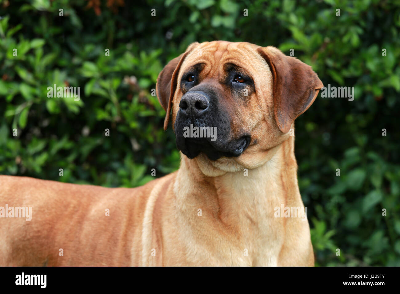 Bull mastiff Tosa inu testa close up Foto Stock