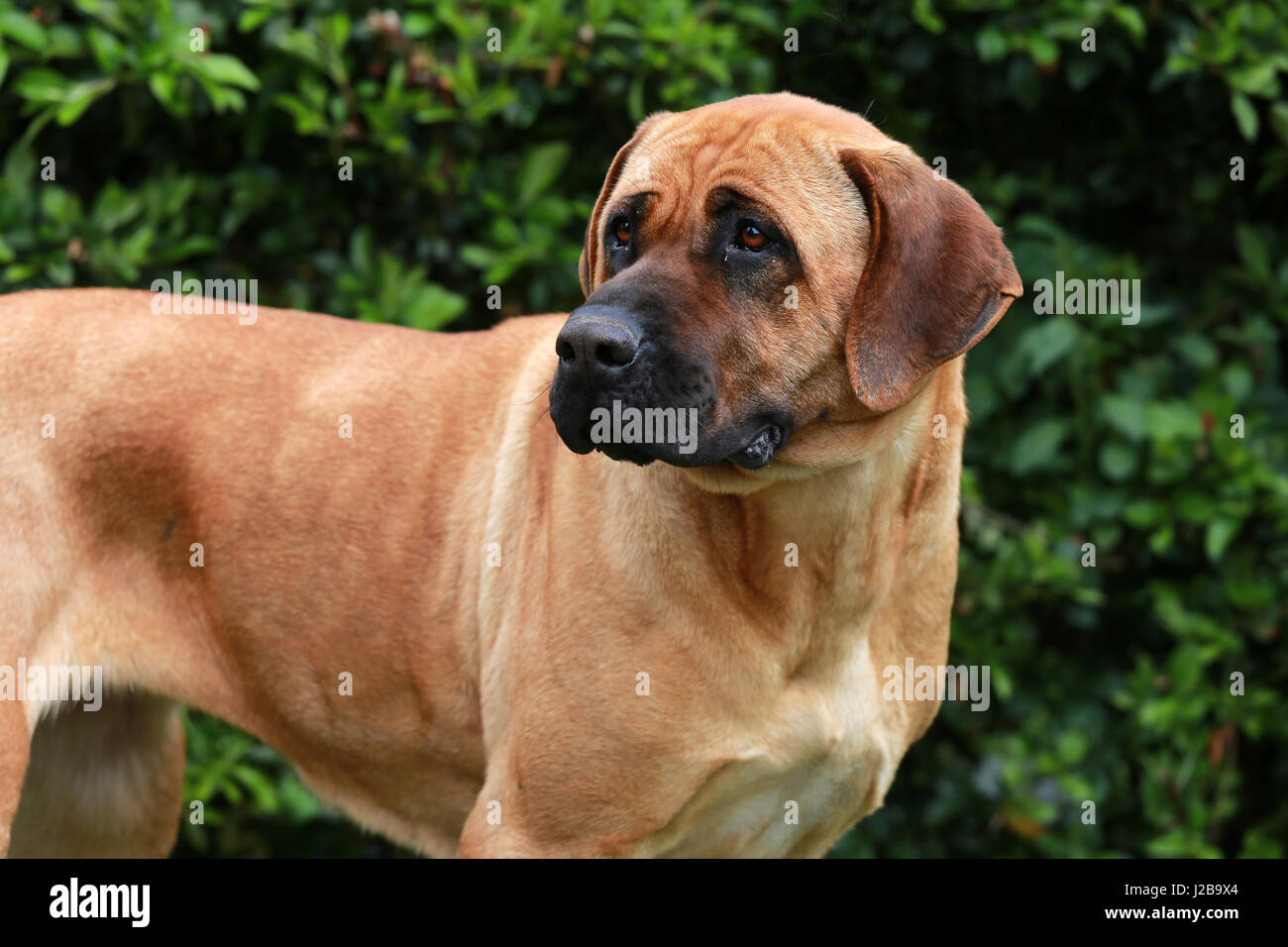 Razza giapponese Tosa inu colpo di testa closeup Foto Stock