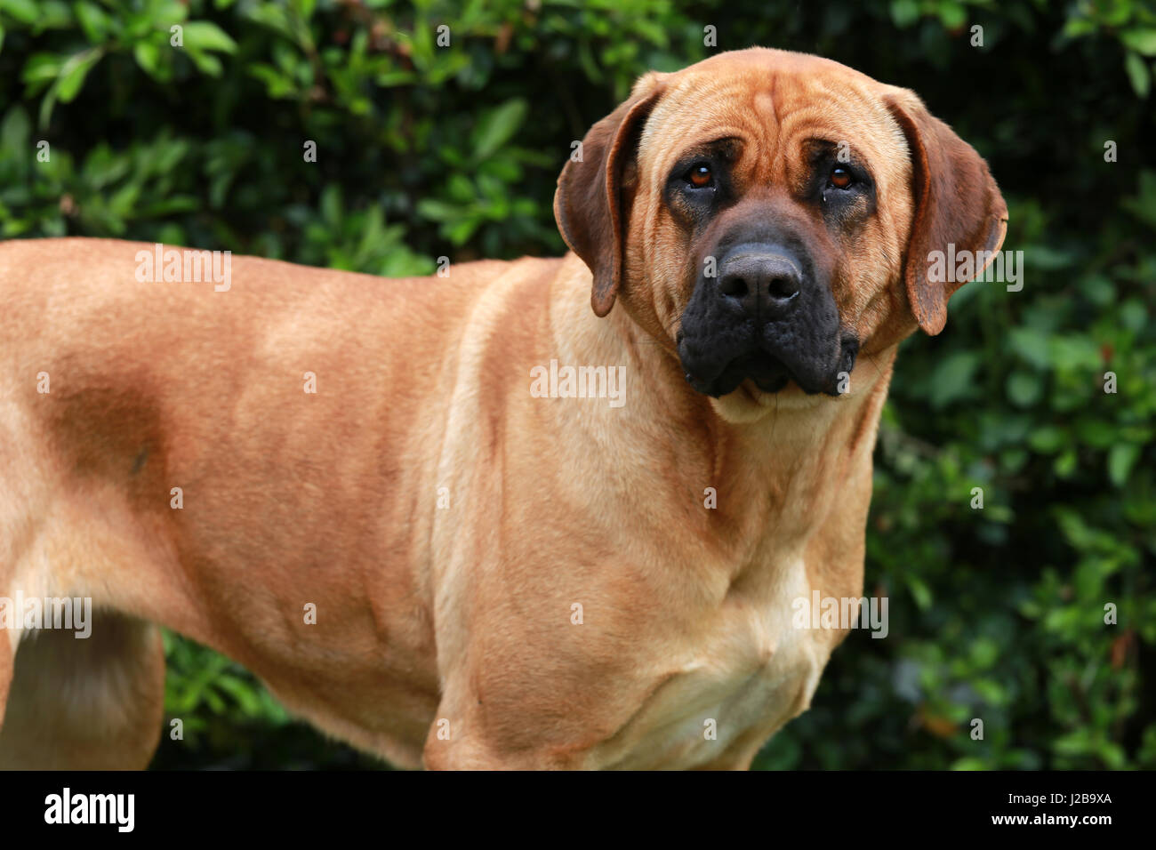 Colpo alla testa closeup di un giapponese bandog Tosa inu Foto Stock