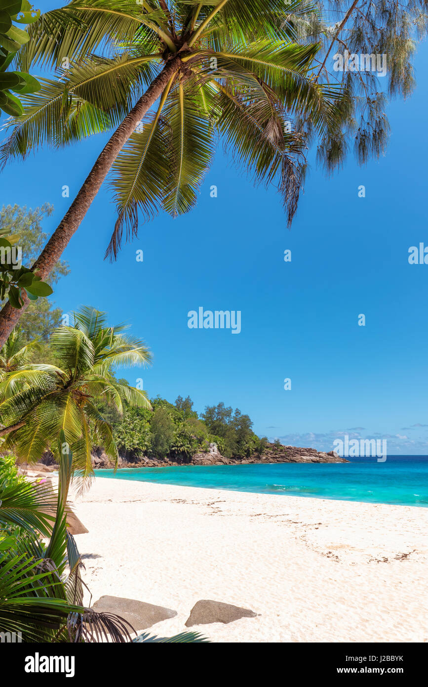 Paradise oceano tropicale con spiaggia di sabbia bianca, trasparenti acque turchesi di cocco e di palma in una luminosa giornata di sole Foto Stock