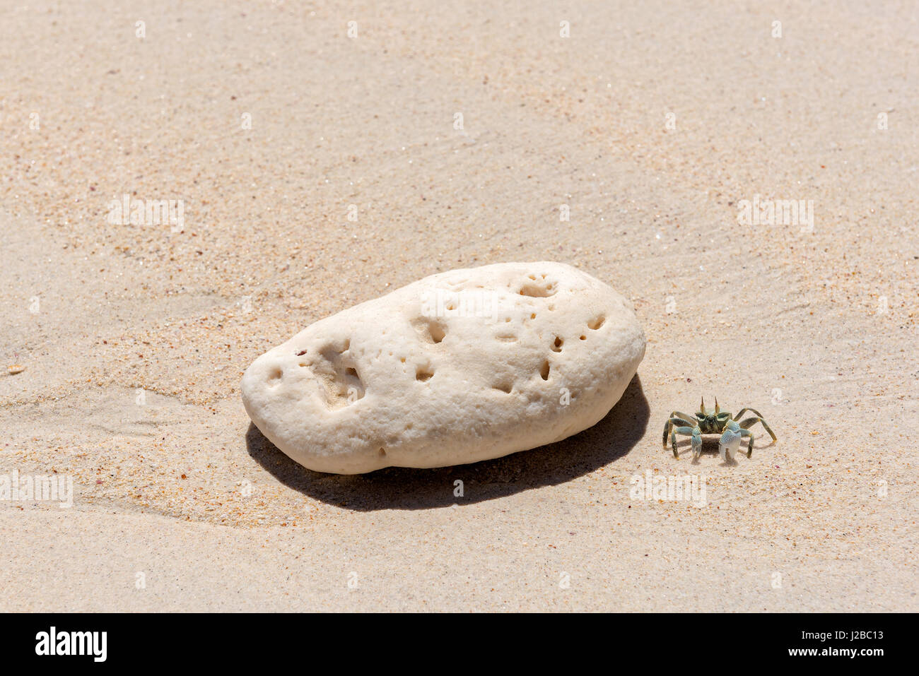 Spiaggia con un granchio di pietra bianca. Foto Stock