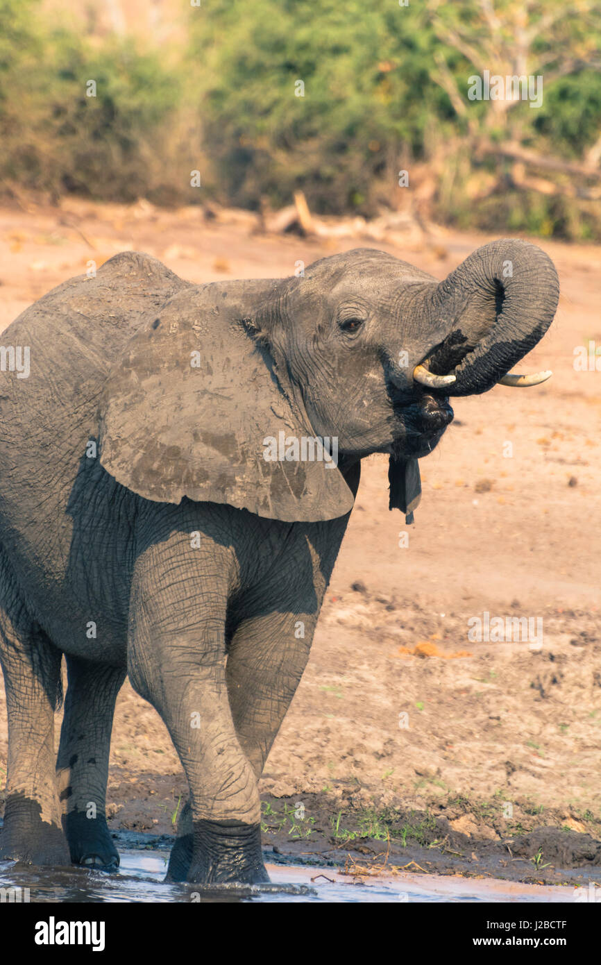 Il Botswana. Chobe National Park. Elefante africano (Loxodonta africana) bere nel fiume Chobe. Foto Stock