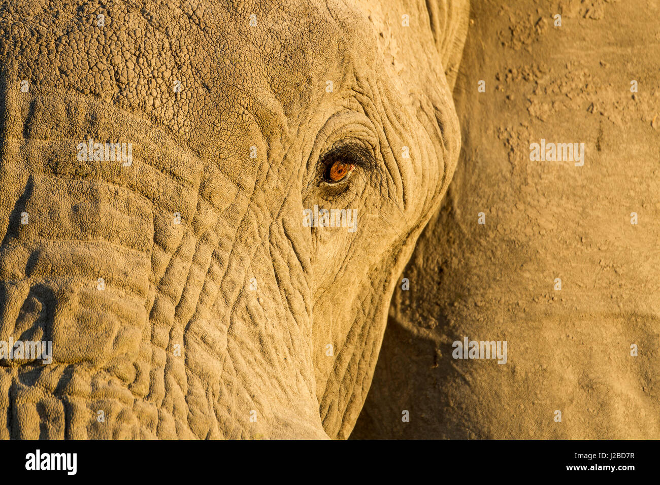 Africa, Botswana Chobe National Park, vista ravvicinata di occhio di elefante africano (Loxodonta africana) in Savuti Marsh al tramonto Foto Stock