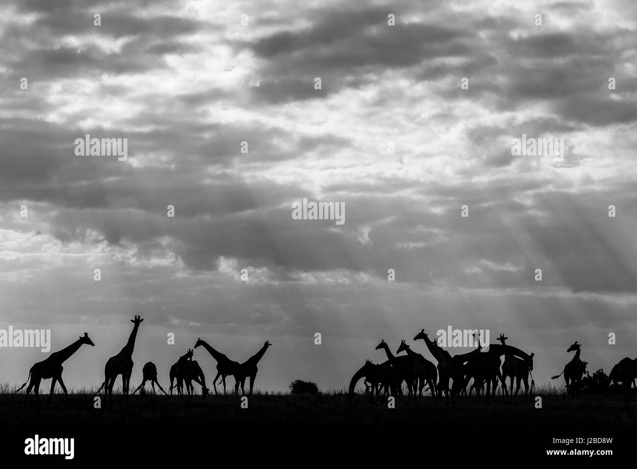 Africa, Botswana Chobe National Park, allevamento di giraffe (Giraffa camelopardalis) alimentazione lungo il fiume Chobe delle banche popolari Foto Stock