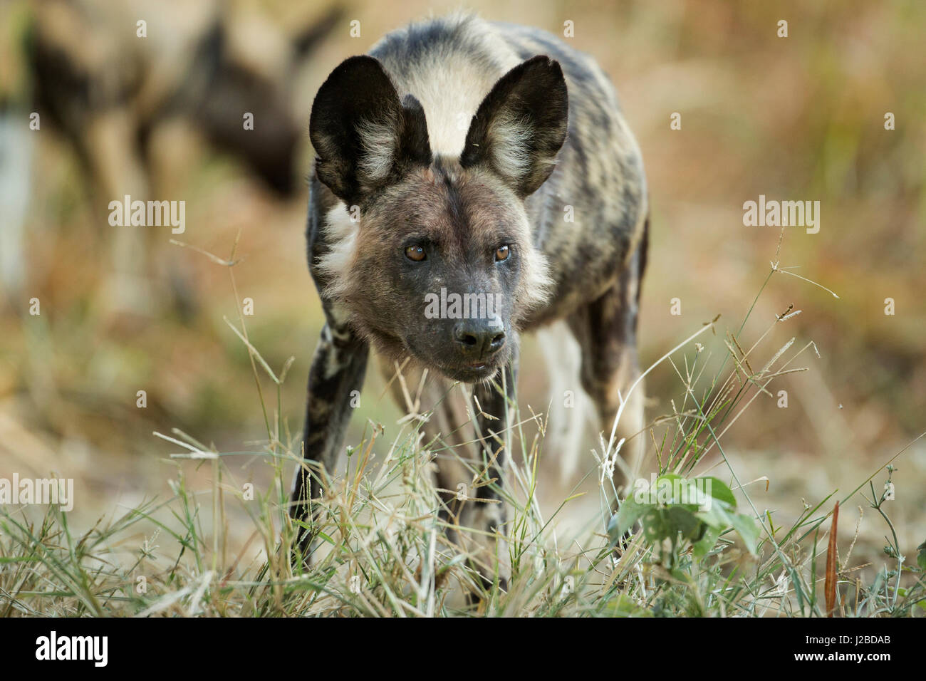 Africa, Botswana, Moremi Game Reserve, African wild dog (Lycaon pictus) permanente al Impala kill all'alba lungo il fiume Khwai Foto Stock