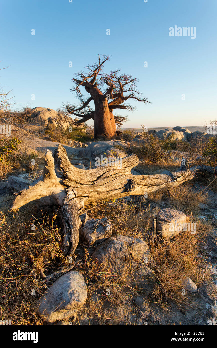 Africa e il Botswana, il sole di mattina Baobab luci di alberi che crescono in cima a secco affioramento di granito di Kubu Island in Makgadikgadi Pan nel Deserto Kalahari Foto Stock