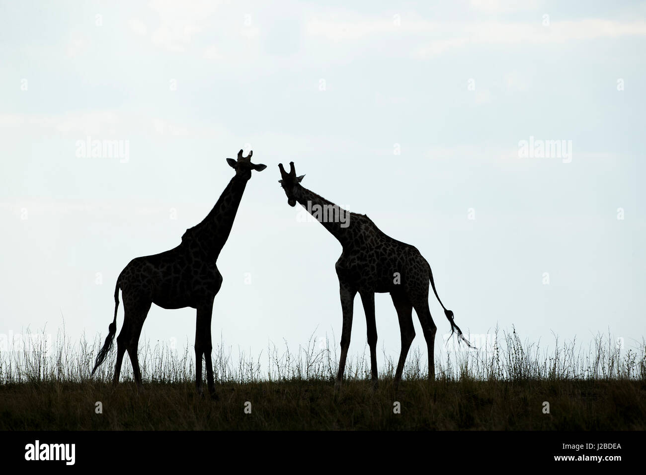 Africa, Botswana Chobe National Park, Silhouette della mandria di giraffe (Giraffa camelopardalis) alimentazione lungo il fiume Chobe delle banche popolari Foto Stock