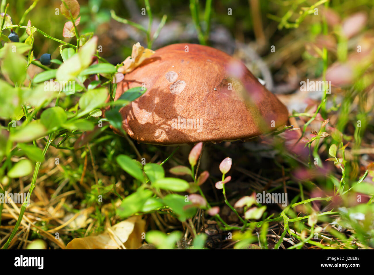 Fungo marrone in autunno la foresta di sole Foto Stock