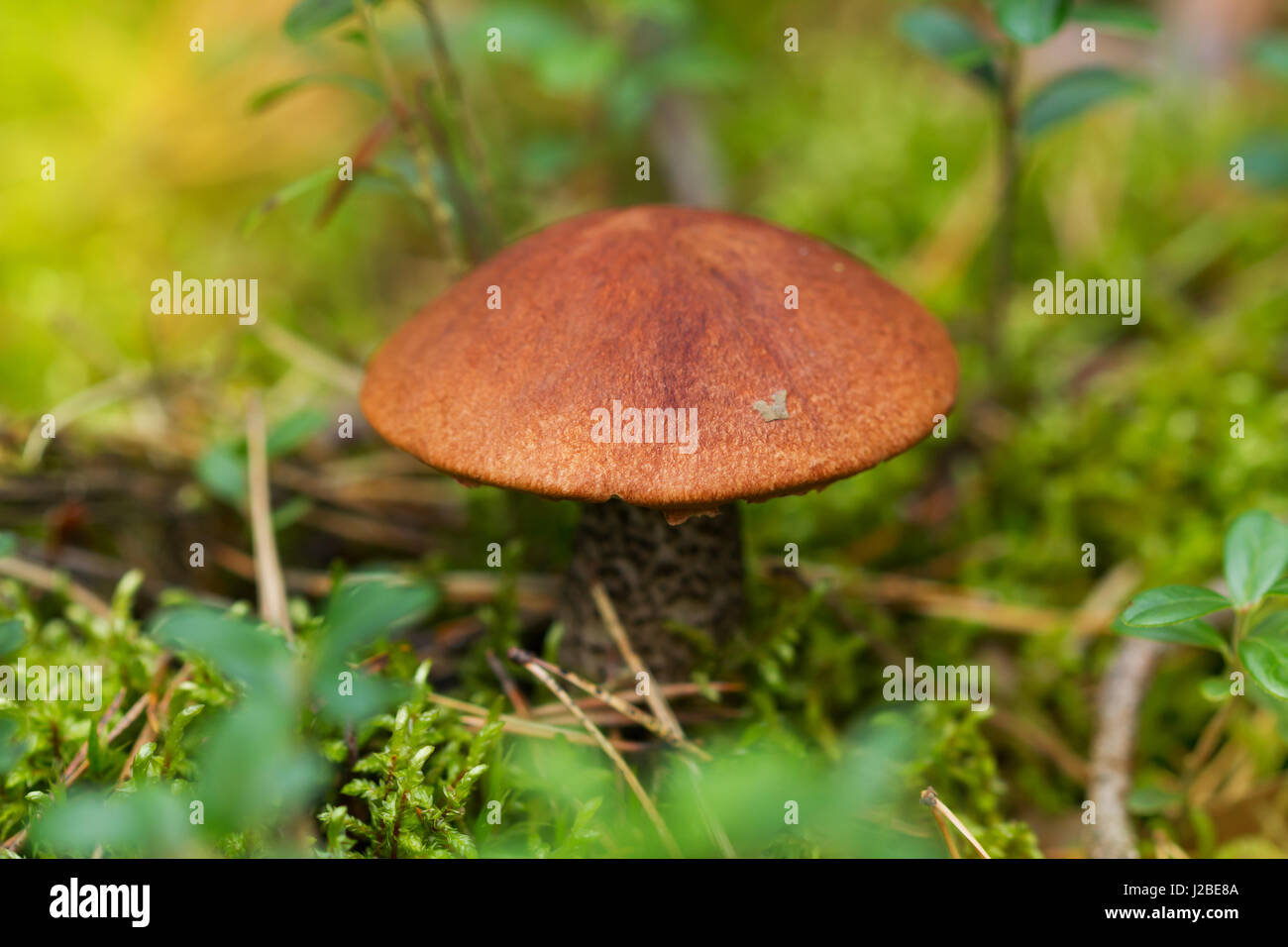 Fungo marrone in autunno la foresta di sole Foto Stock
