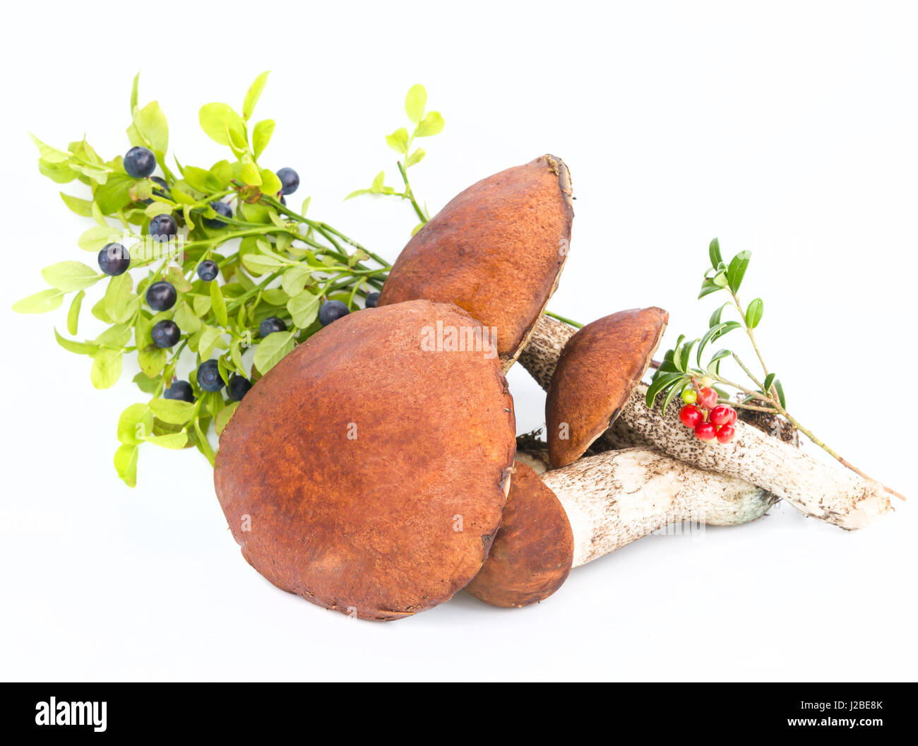 Tazza marrone fungo con mirtilli e mirtilli Foto Stock