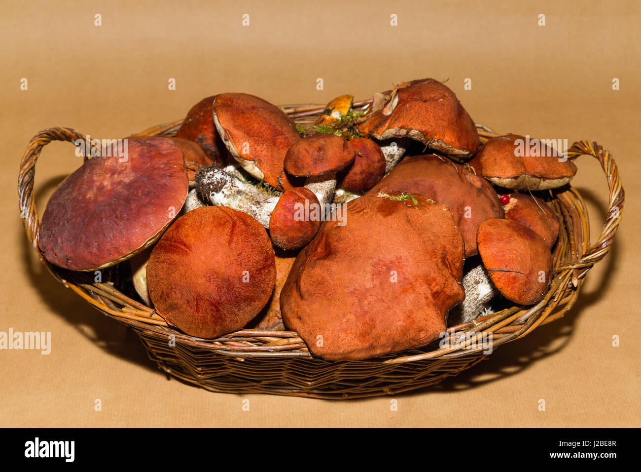 Foresta di funghi commestibili e mirtilli rossi su sfondo Foto Stock