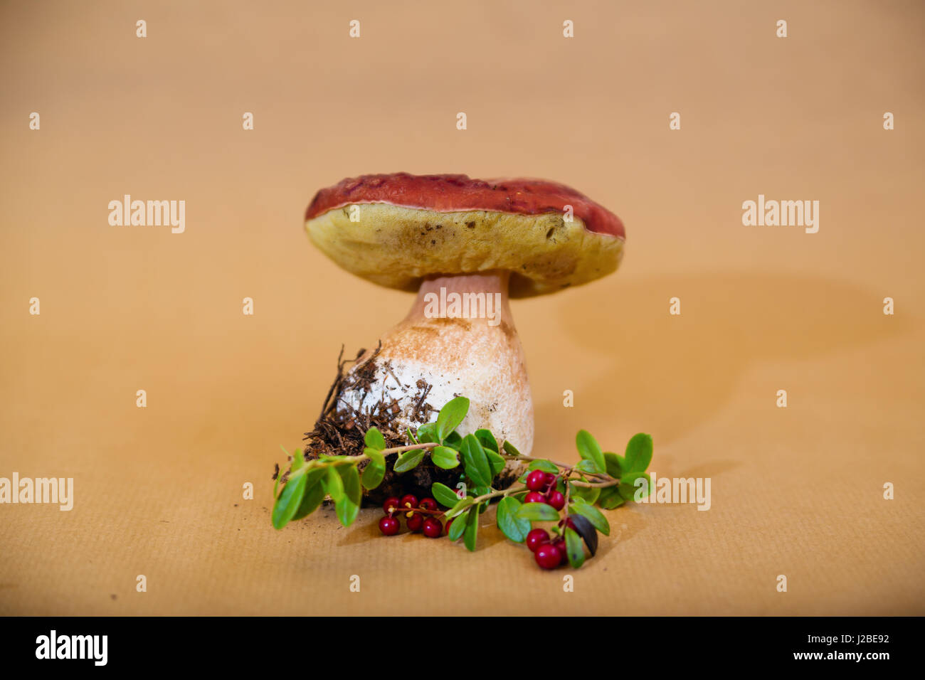 Foresta di funghi commestibili e mirtilli rossi su sfondo Foto Stock