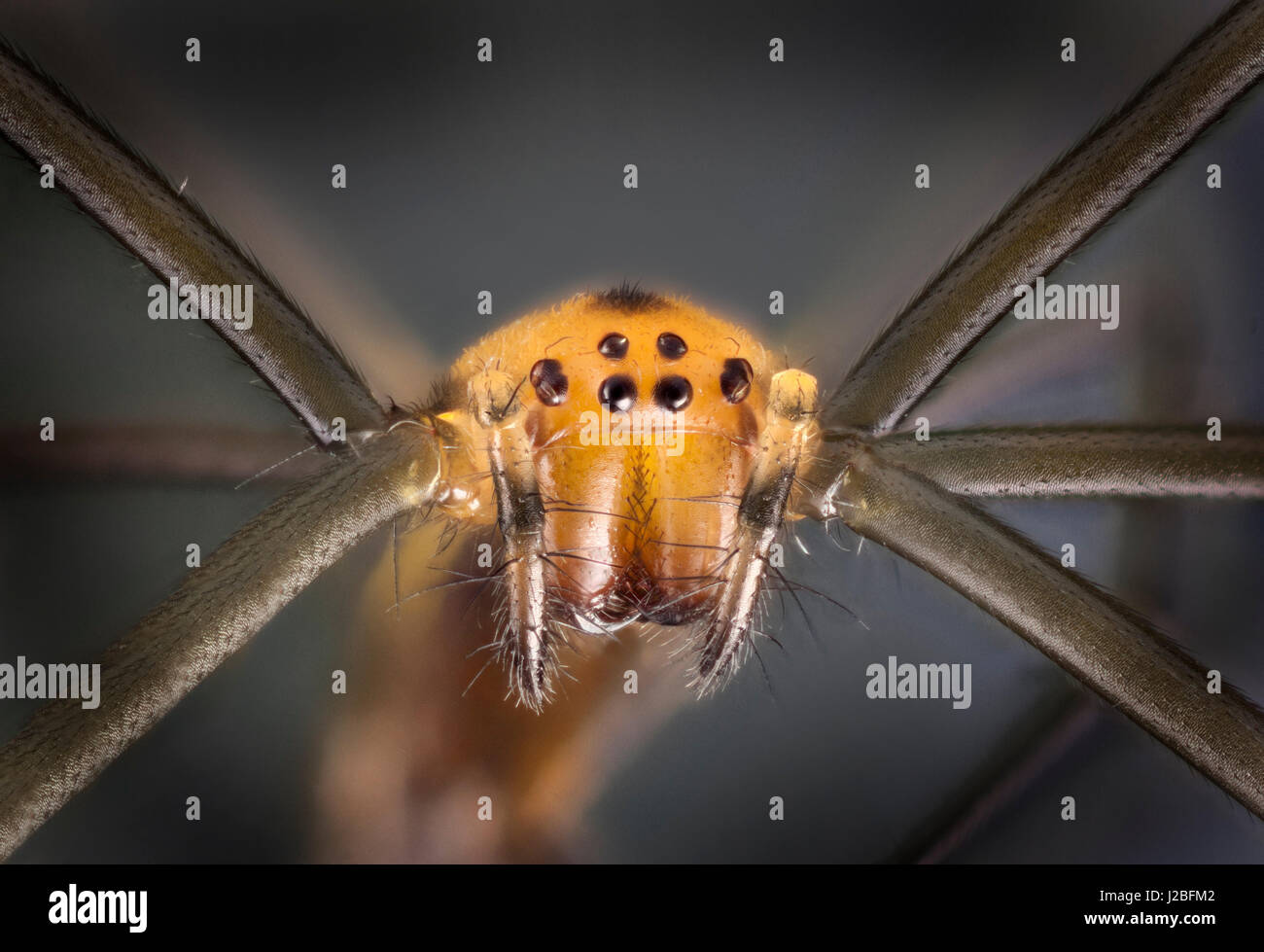 Malaysia forest spider, alta macro 'stacked' immagine, vista frontale che mostra gli occhi palpi & Foto Stock