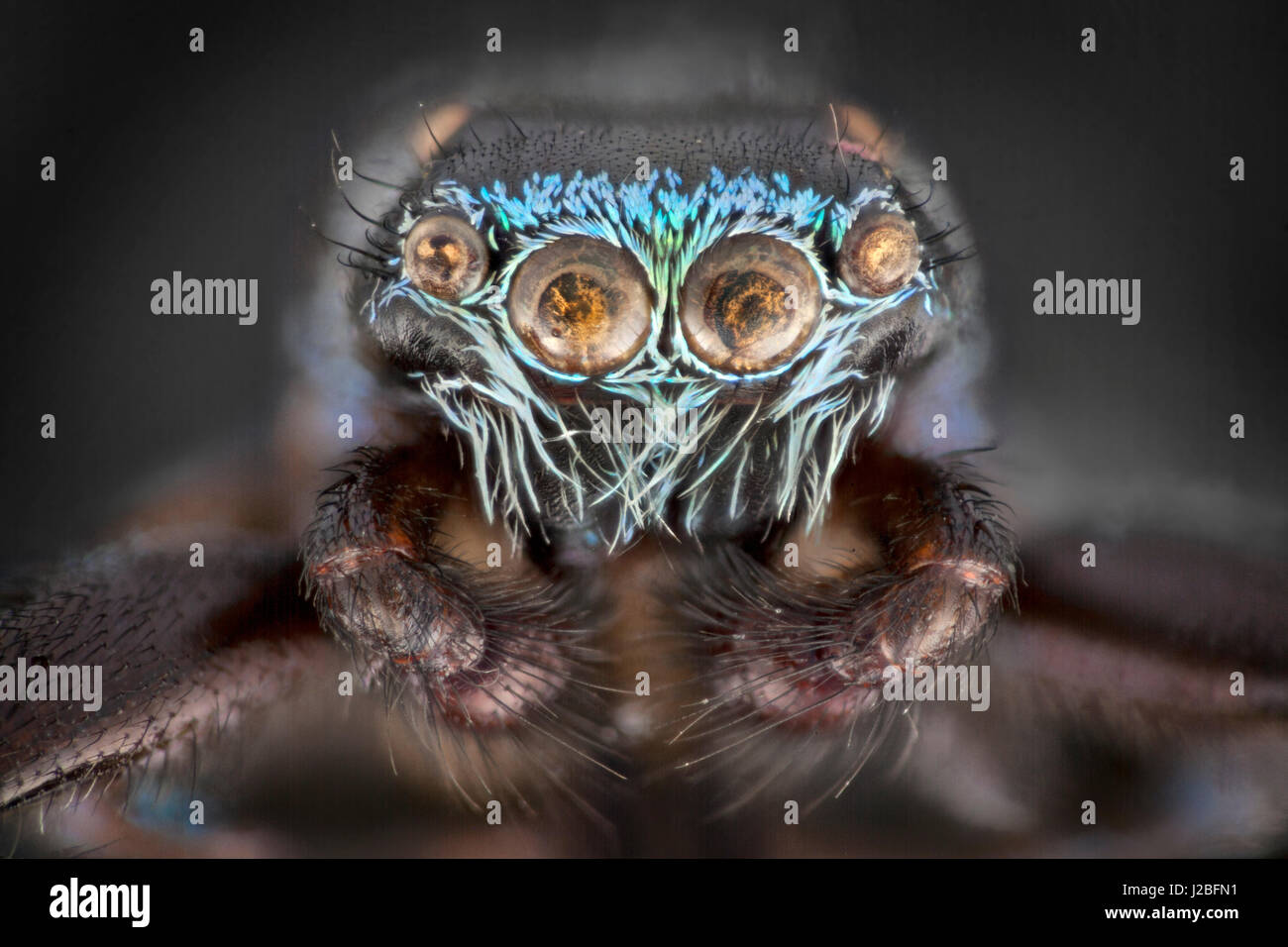 Malaysia jumping spider, Salticidae, alta macro 'stacked' immagine, irridescent come scale Foto Stock