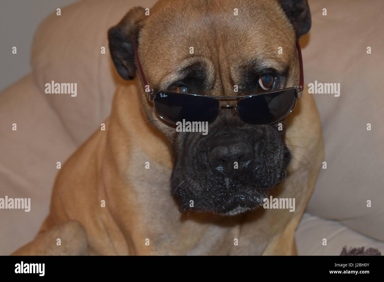 Bull mastiff con occhiali Foto Stock