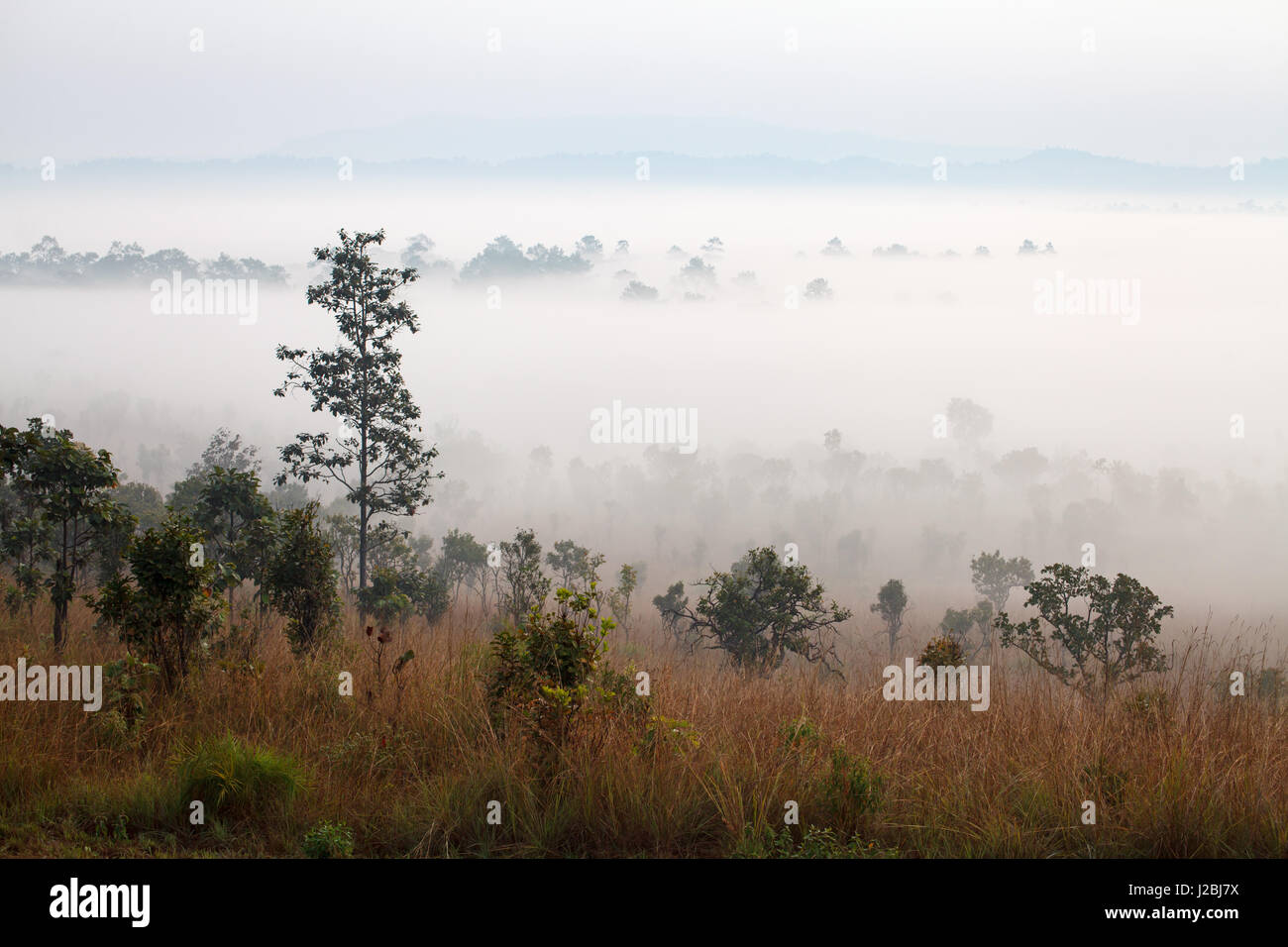 La nebbia nella foresta a Thung Salang Luang National Park Phetchabun,Thailandia Foto Stock